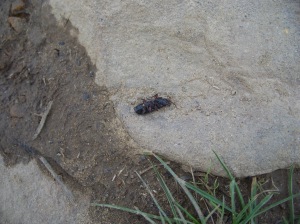 26. Ground beetle