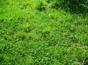 59. Grass Herbage